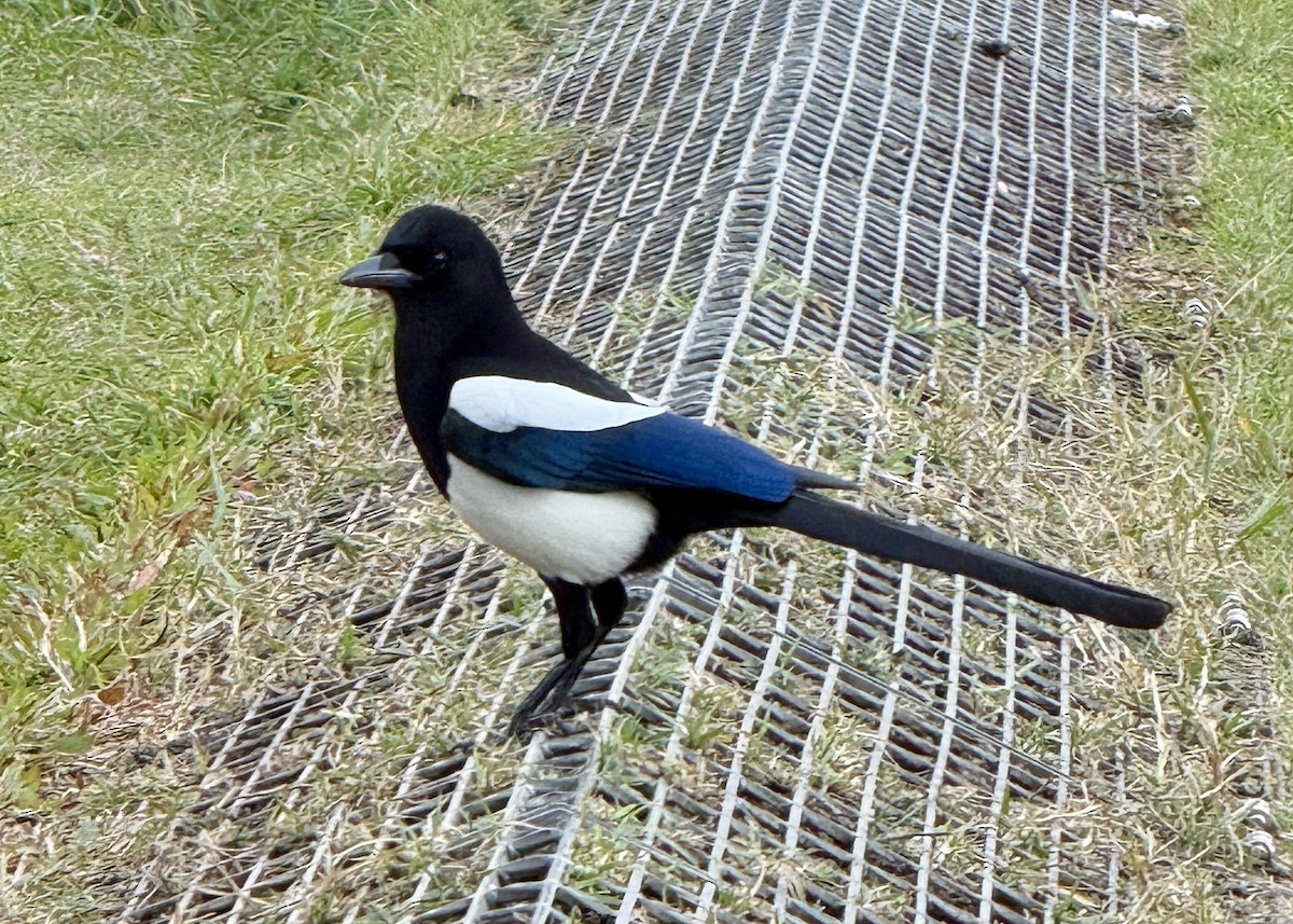 Orientelster - ML647065945