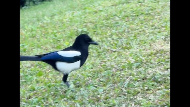 straka čínská - ML647065946