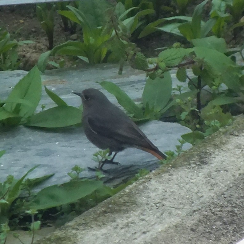 rehek domácí - ML647065947