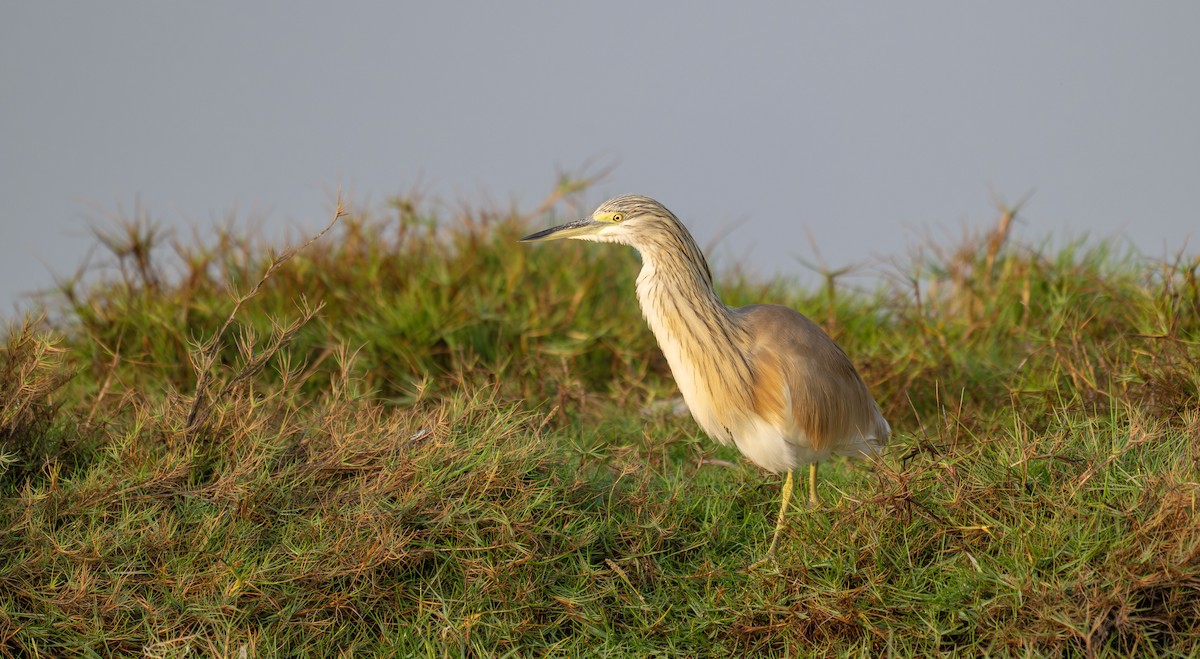 Indian Pond-Heron - ML647065949