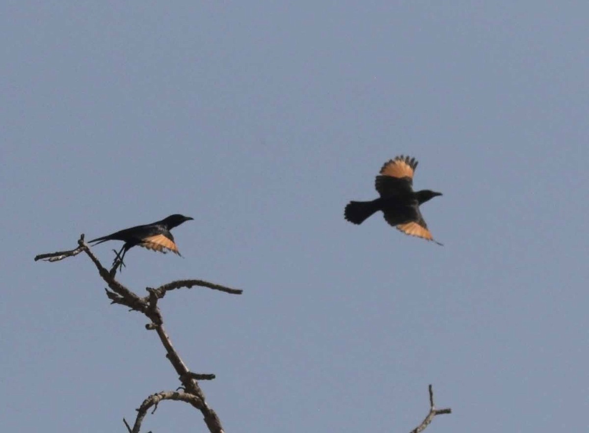 Tristram's Starling - ML647065950