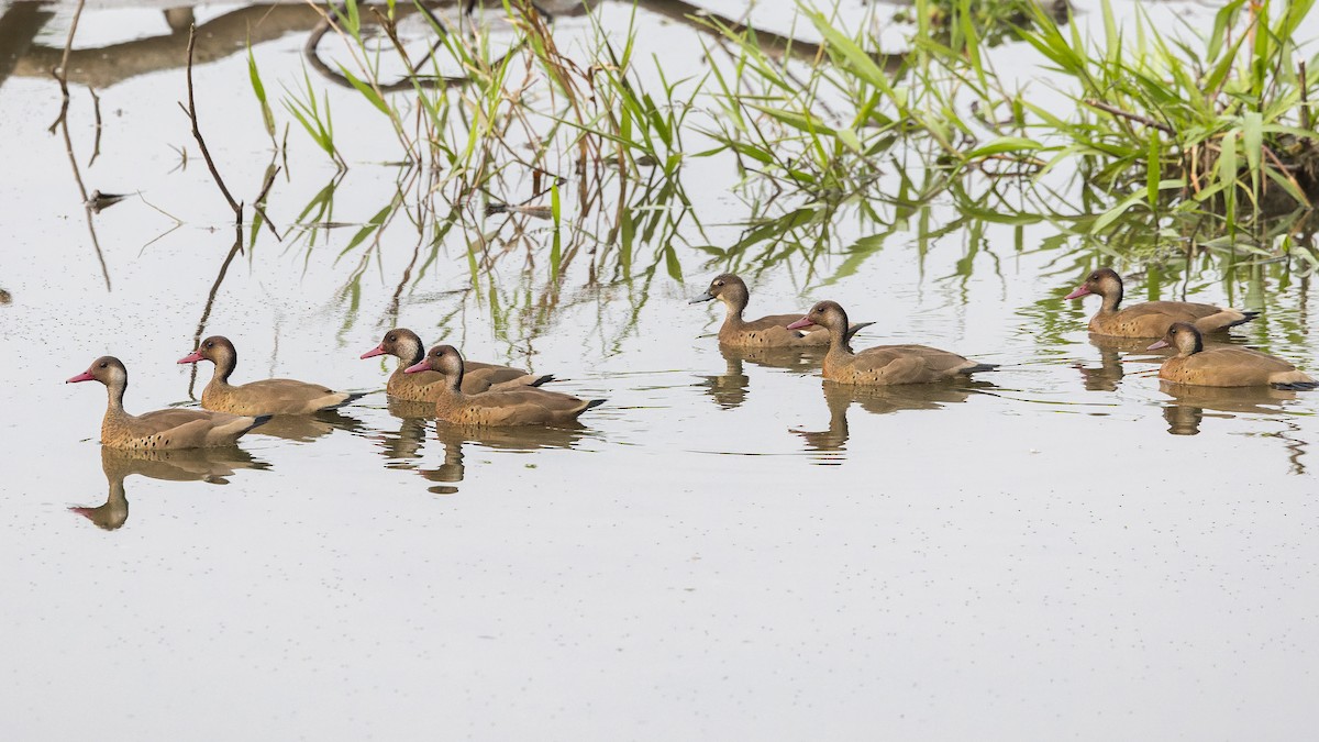 Brazilian Teal - ML647065952