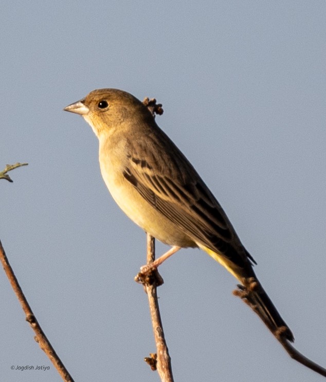 Escribano Carirrojo - ML647065953