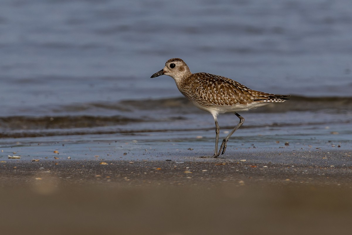 tundralo - ML647065954