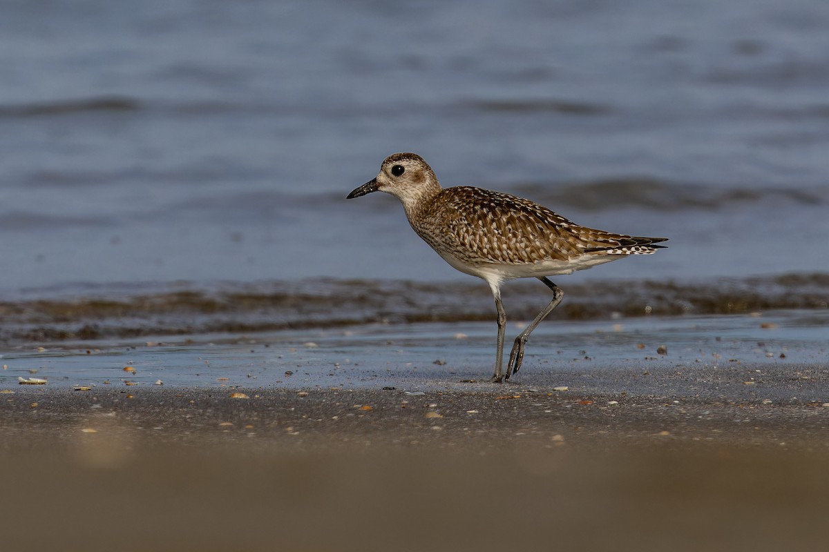 tundralo - ML647065955