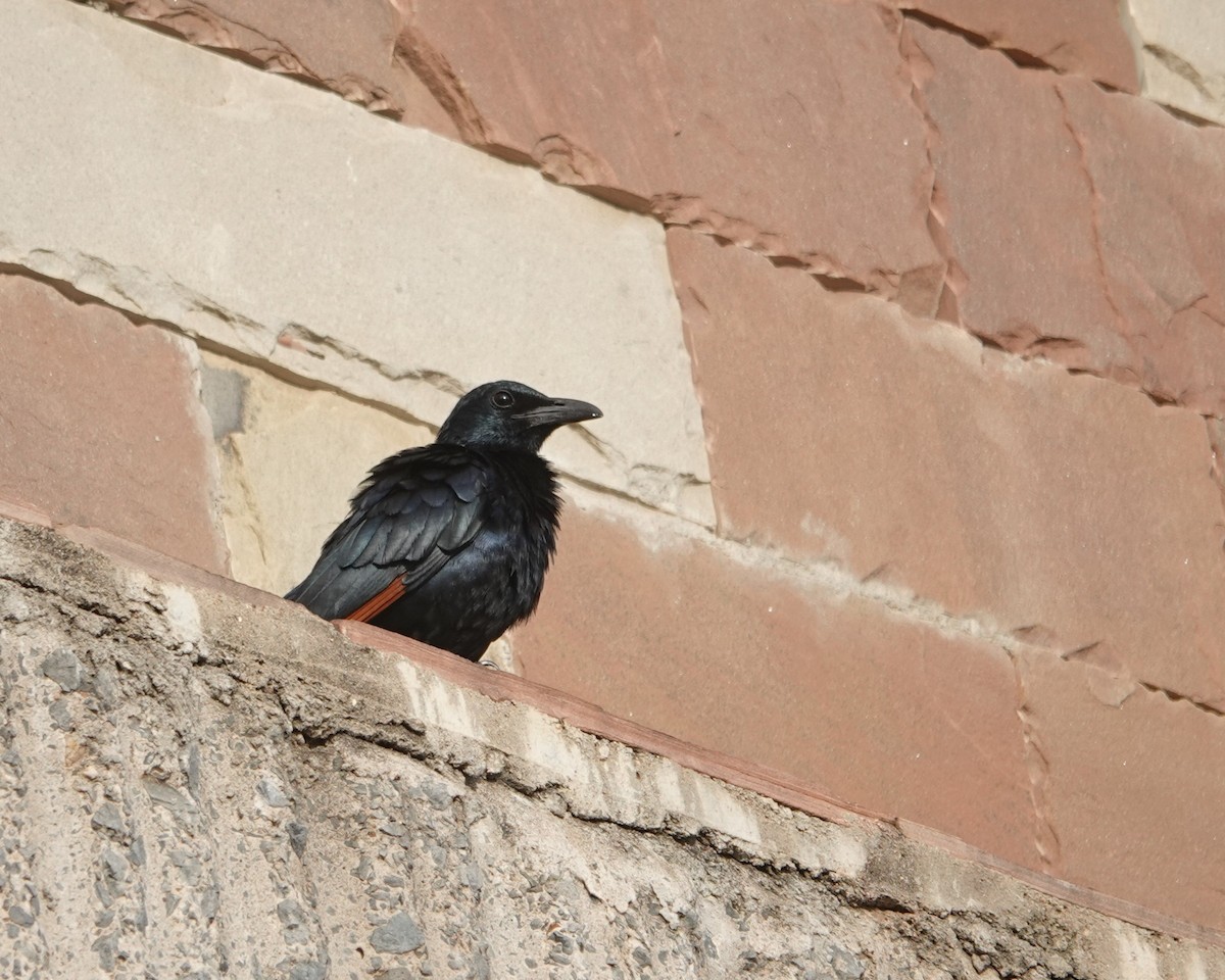 Red-winged Starling - ML647065962