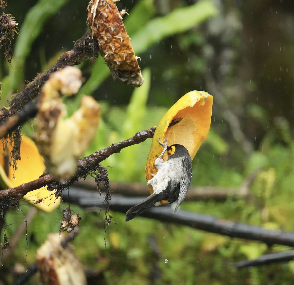 Smoky Honeyeater - ML647065975