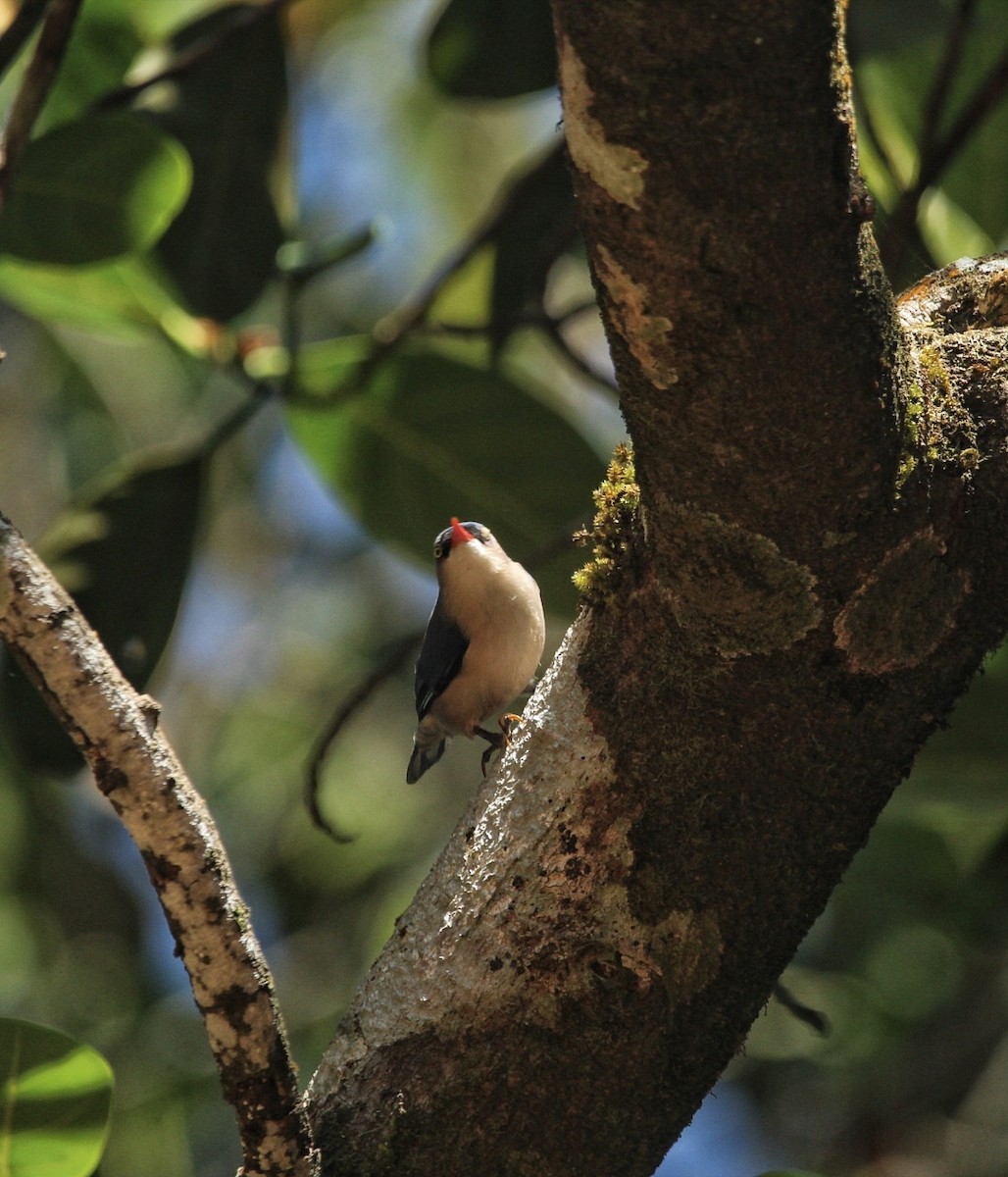 Velvet-fronted Nuthatch - ML647065977
