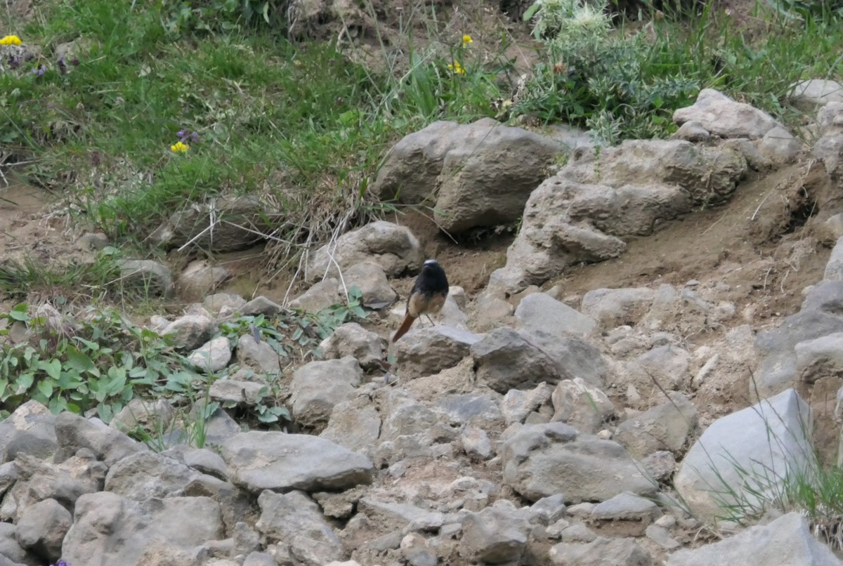 rehek domácí [skupina ochruros] - ML647066000