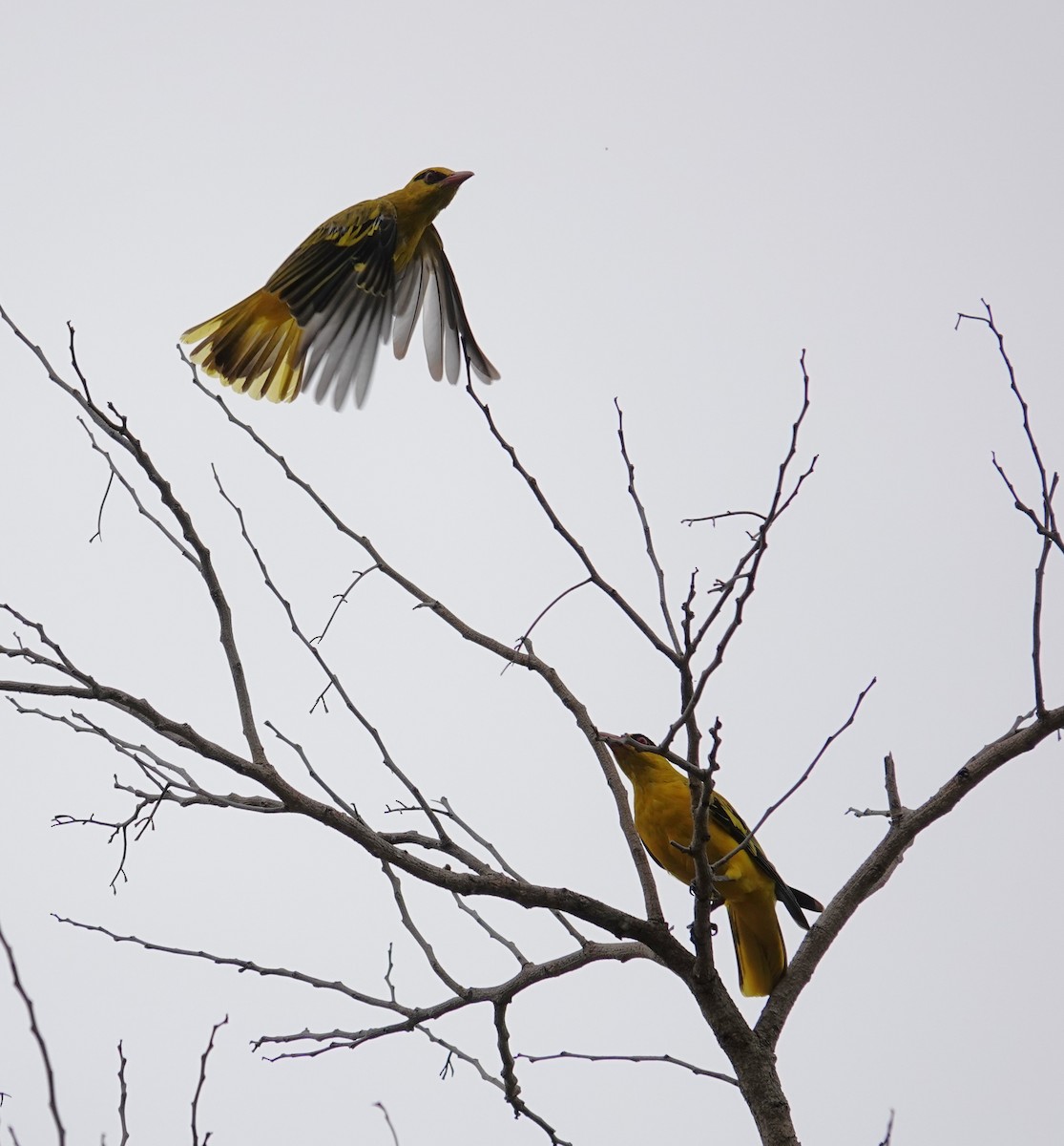 African Golden Oriole - ML647066009