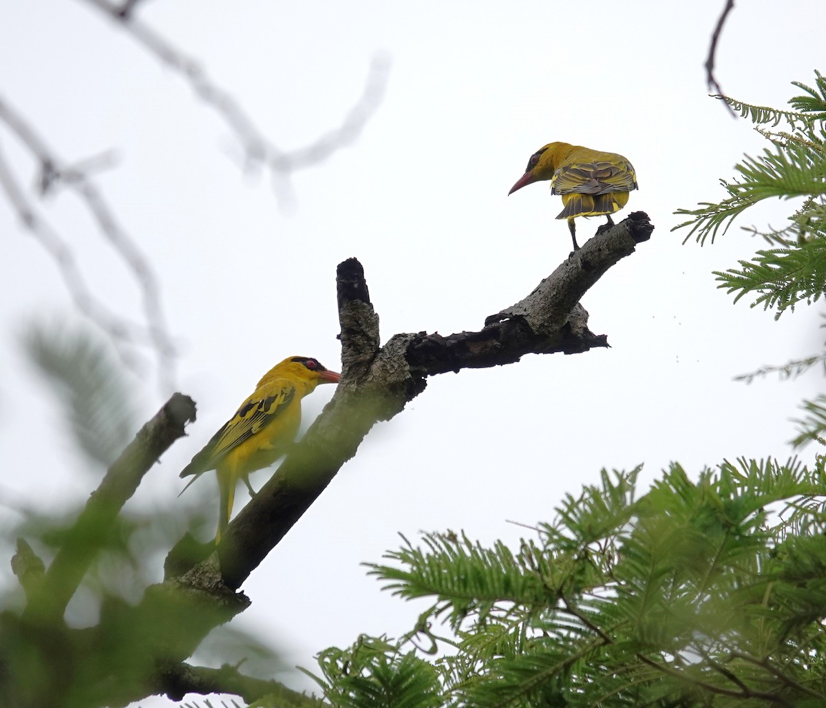 African Golden Oriole - ML647066010
