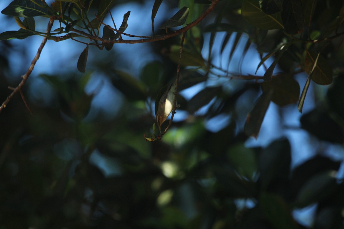 budníček zelený - ML647066017