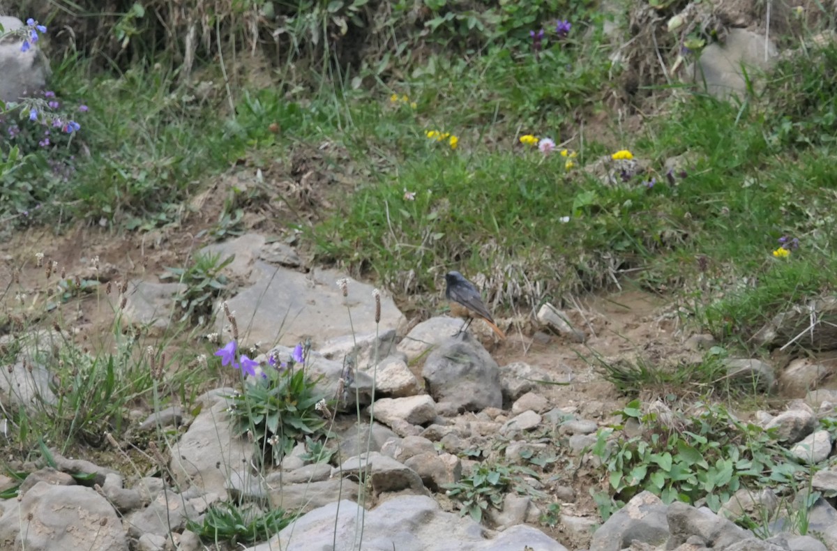 rehek domácí [skupina ochruros] - ML647066019