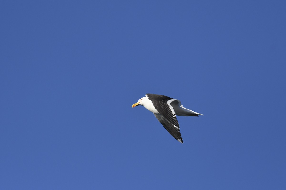 Kelp Gull - ML647066020