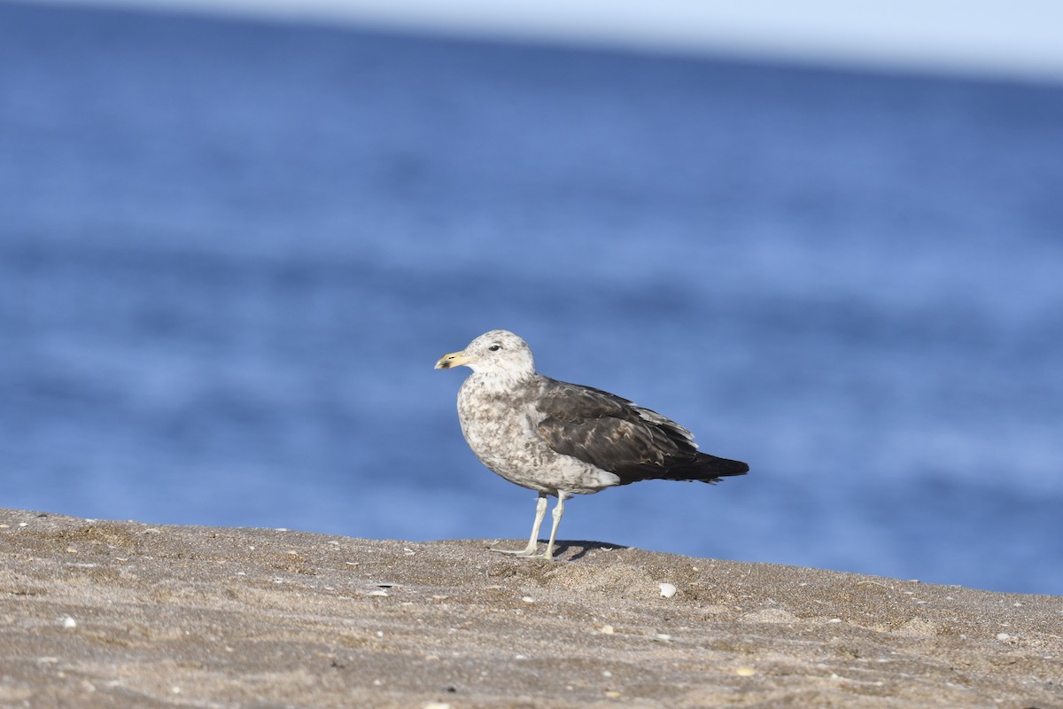Kelp Gull - ML647066021
