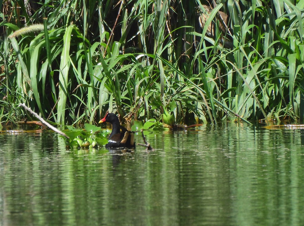 Камышница - ML647066032