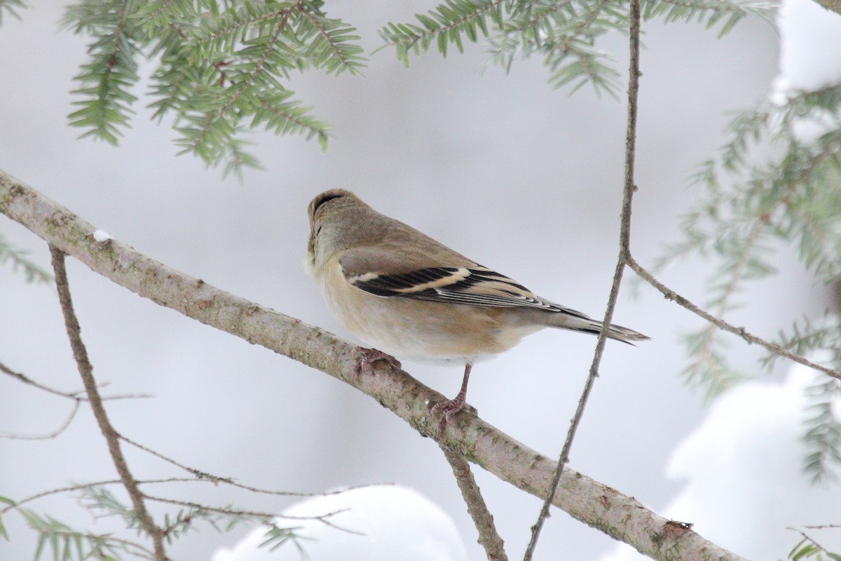 Altın İskete - ML647066036