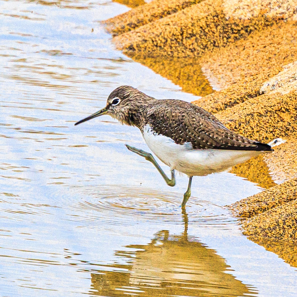 Green Sandpiper - ML647066041