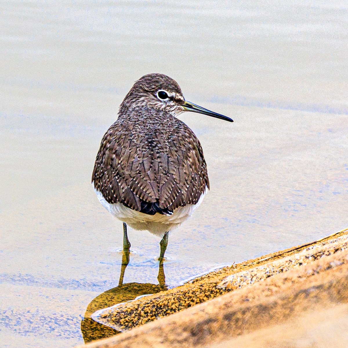 Green Sandpiper - ML647066043
