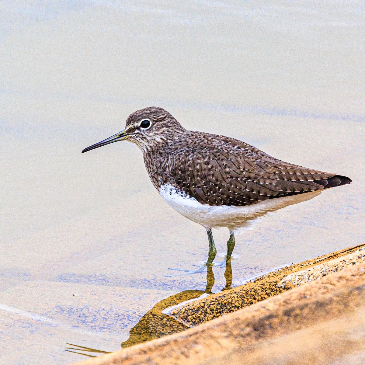 Green Sandpiper - ML647066049
