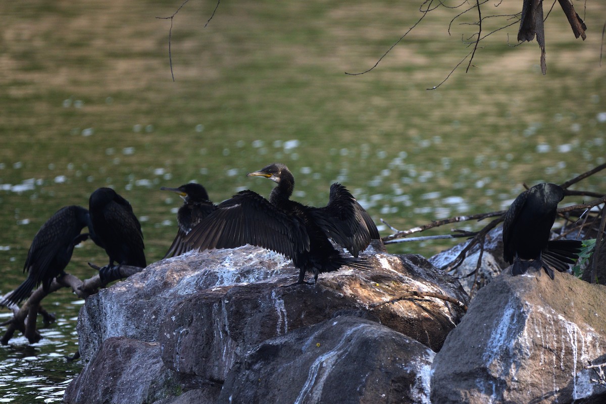 Great Cormorant - ML647066052