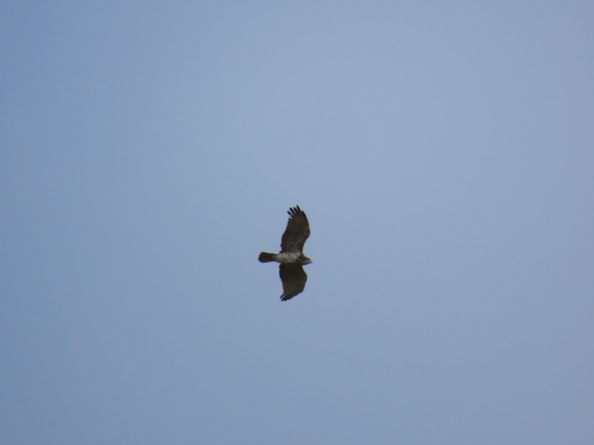 Short-toed Snake-Eagle - ML647066053