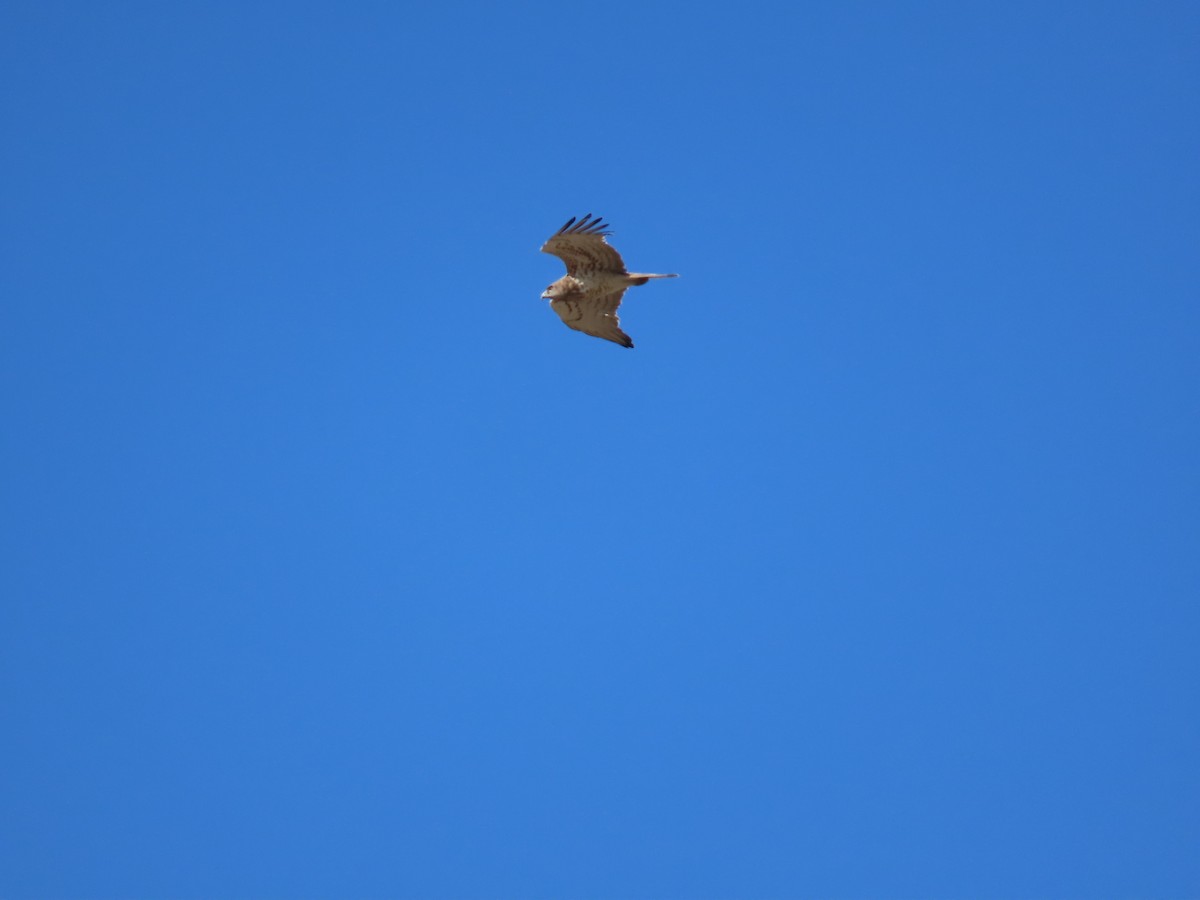 Short-toed Snake-Eagle - ML647066054