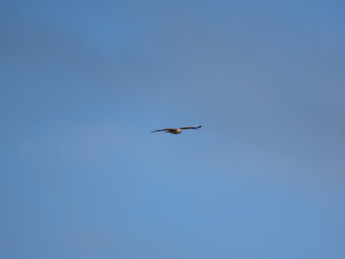 Short-toed Snake-Eagle - ML647066055