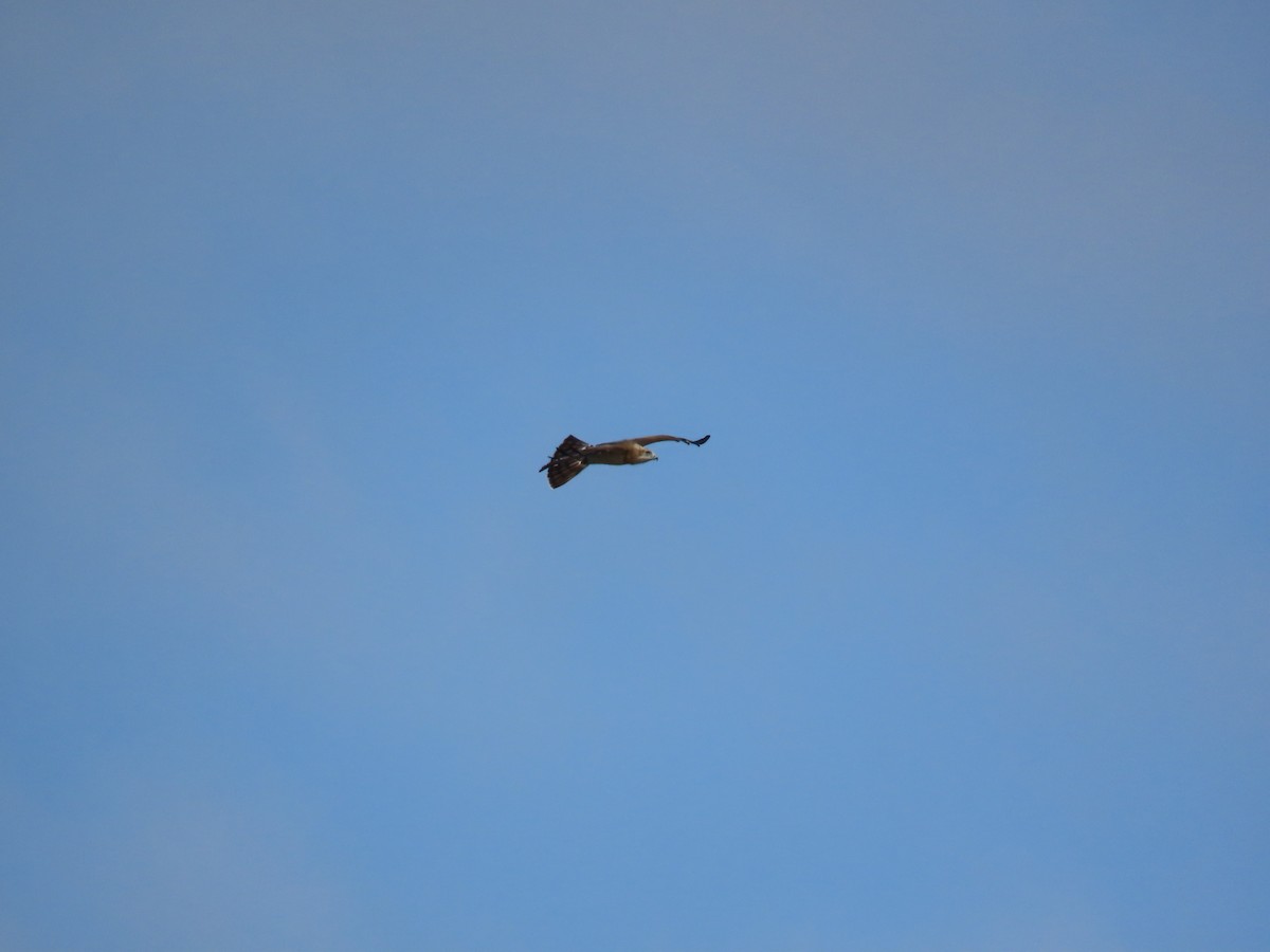 Short-toed Snake-Eagle - ML647066056