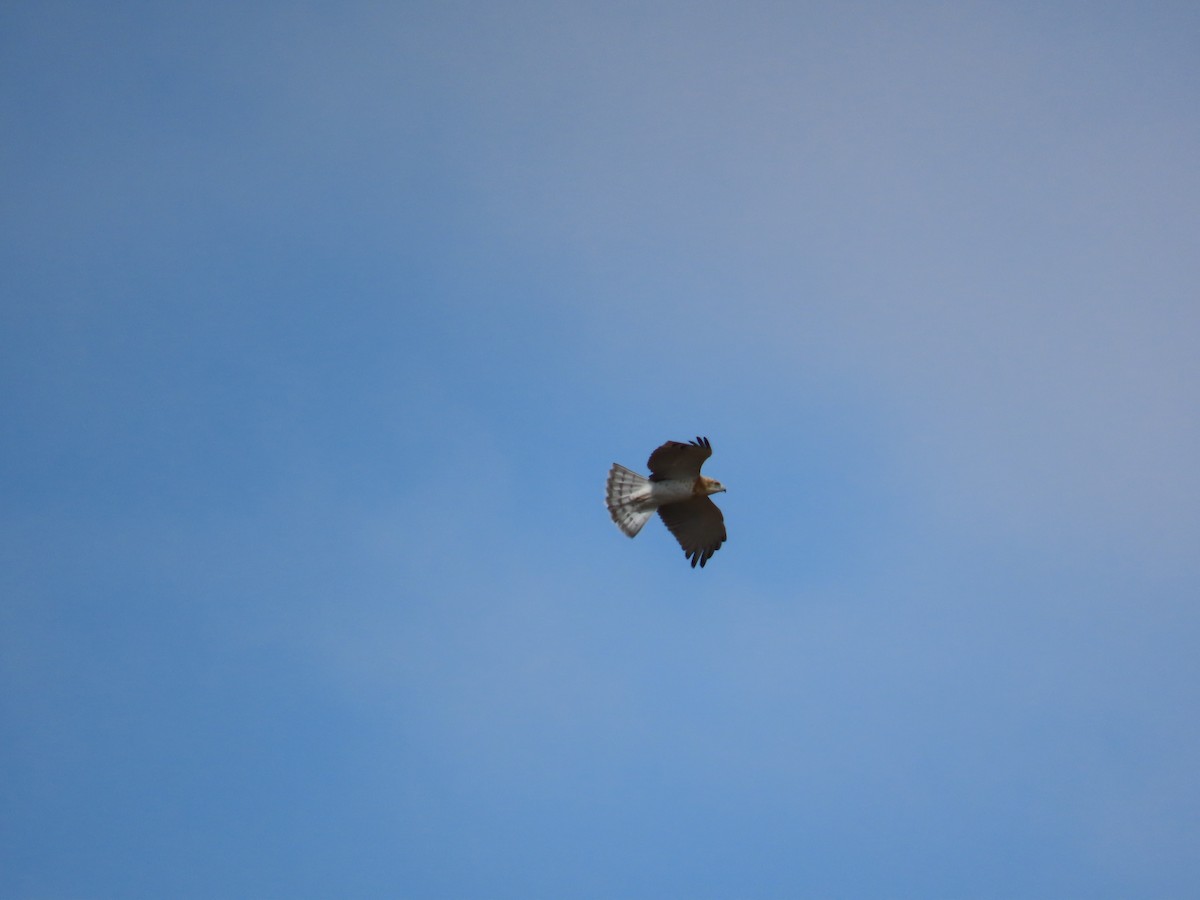 Short-toed Snake-Eagle - ML647066057