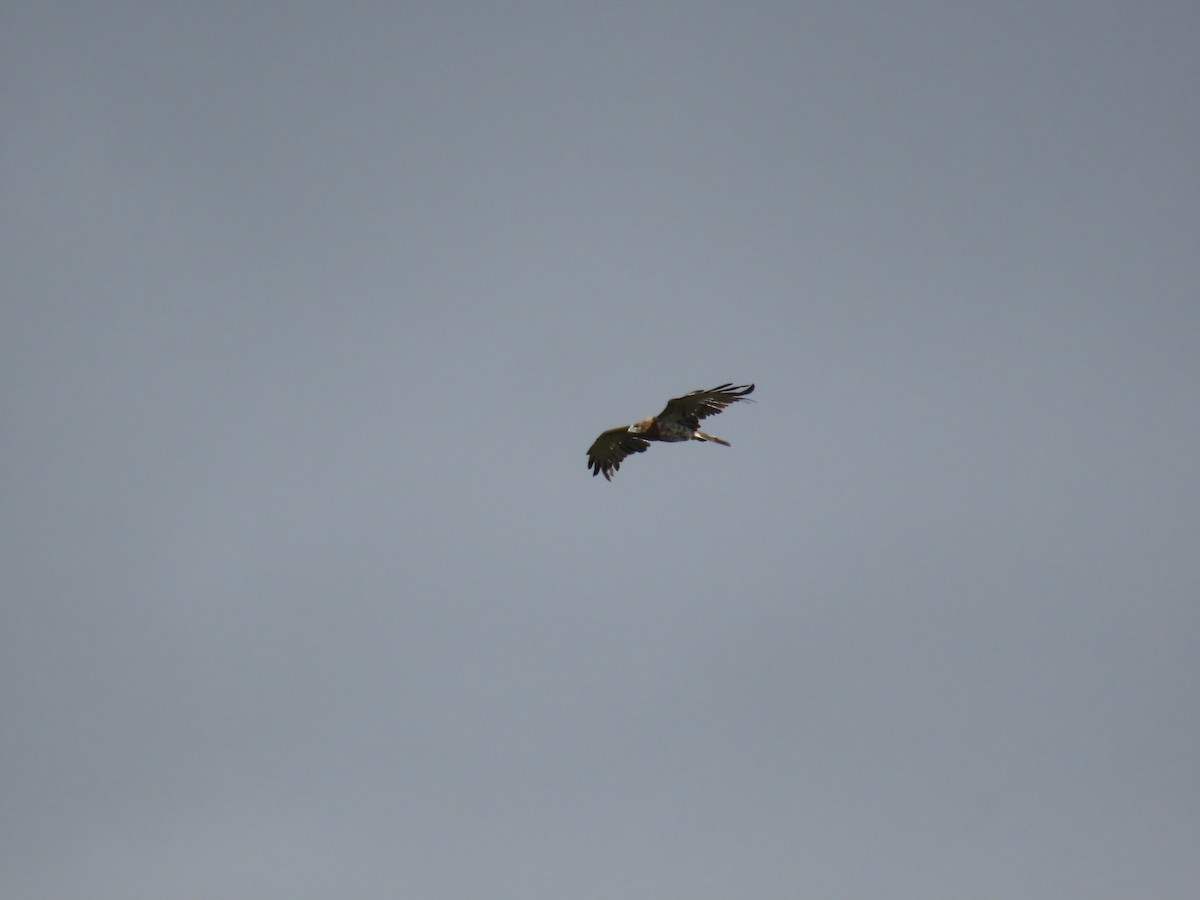 Short-toed Snake-Eagle - ML647066058