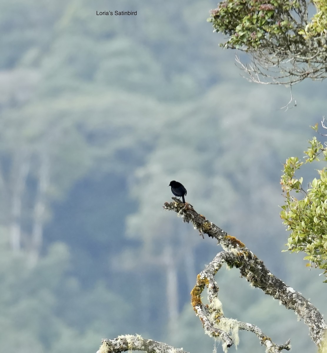 Loria's Satinbird - ML647066059