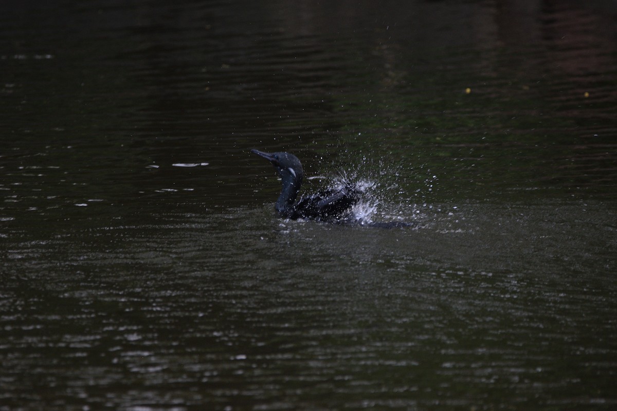 Indian Cormorant - ML647066060