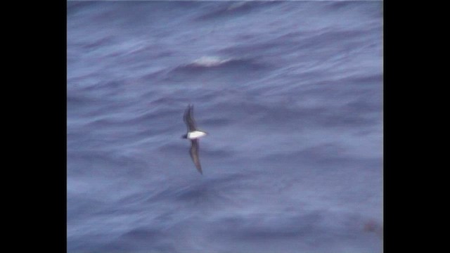 Tahiti Petrel - ML647066062