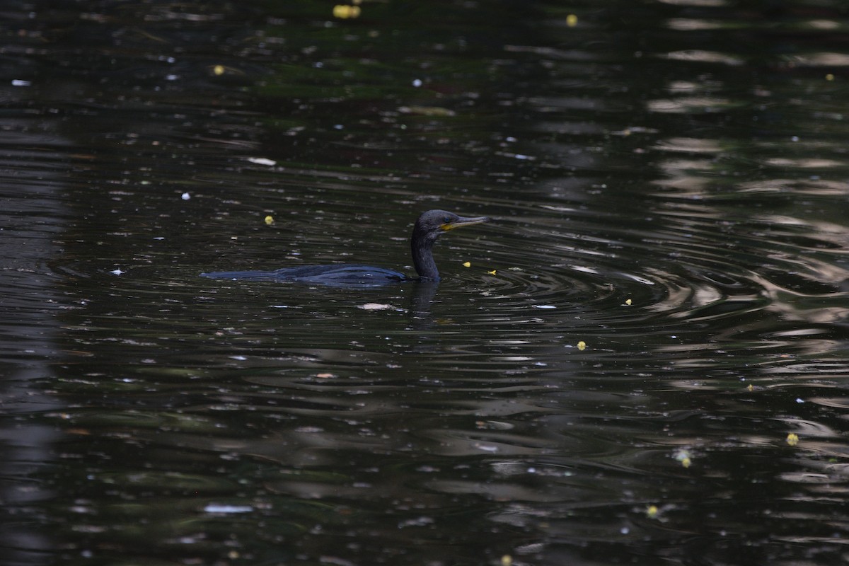 Little Cormorant - ML647066064
