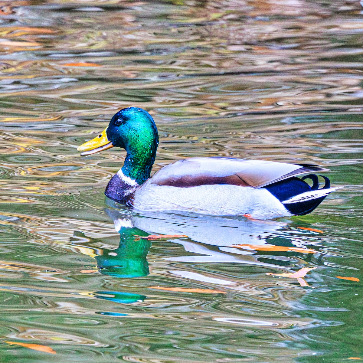 Mallard - ML647066066