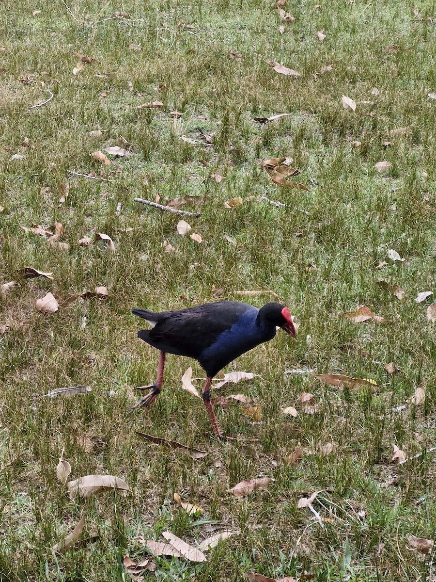 Australasian Swamphen - ML647066067