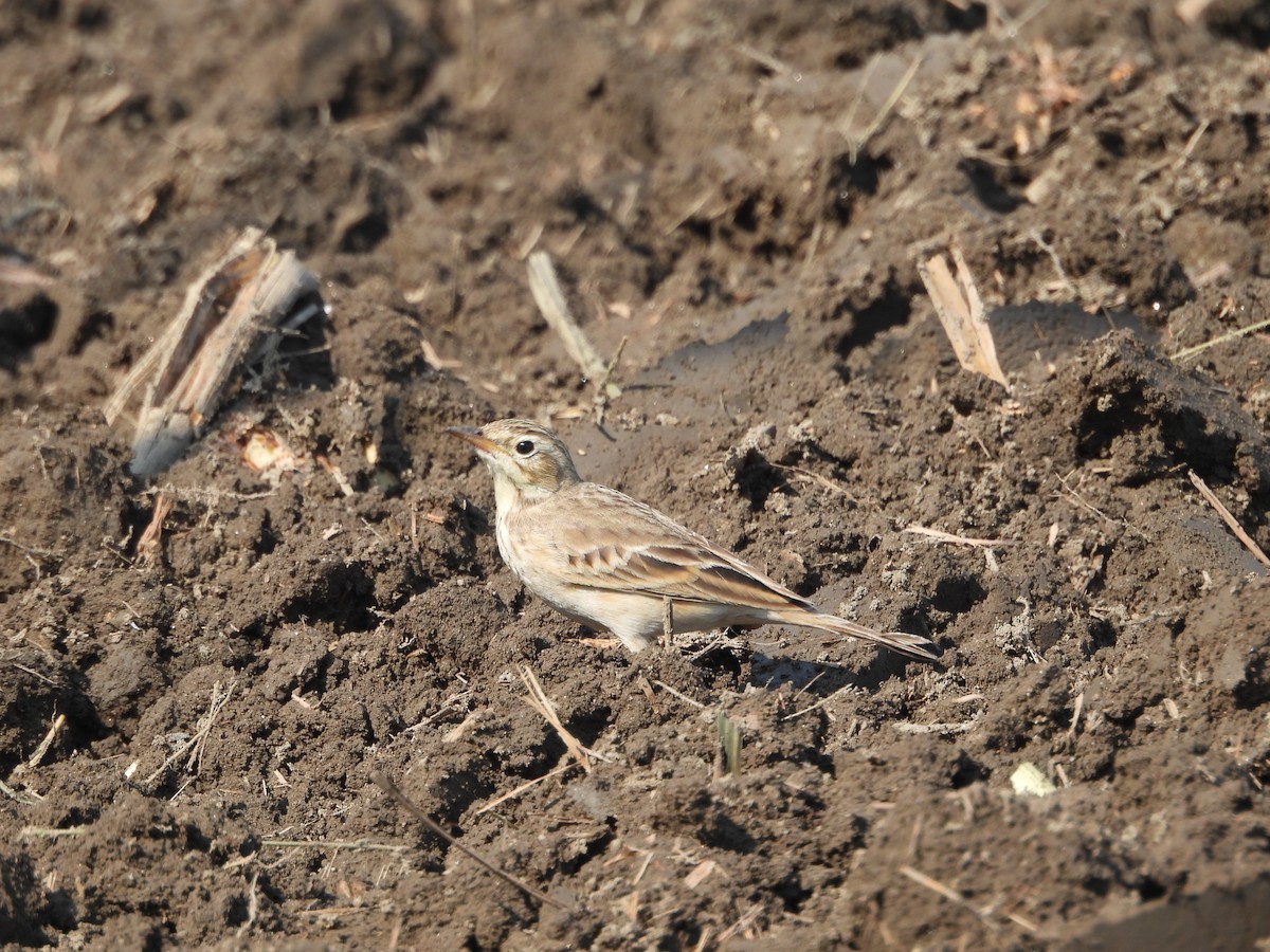 Paddyfield Pipit - ML647066068