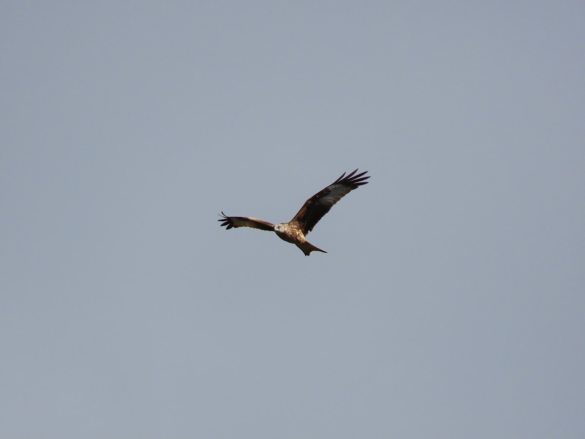 Red Kite - ML647066069