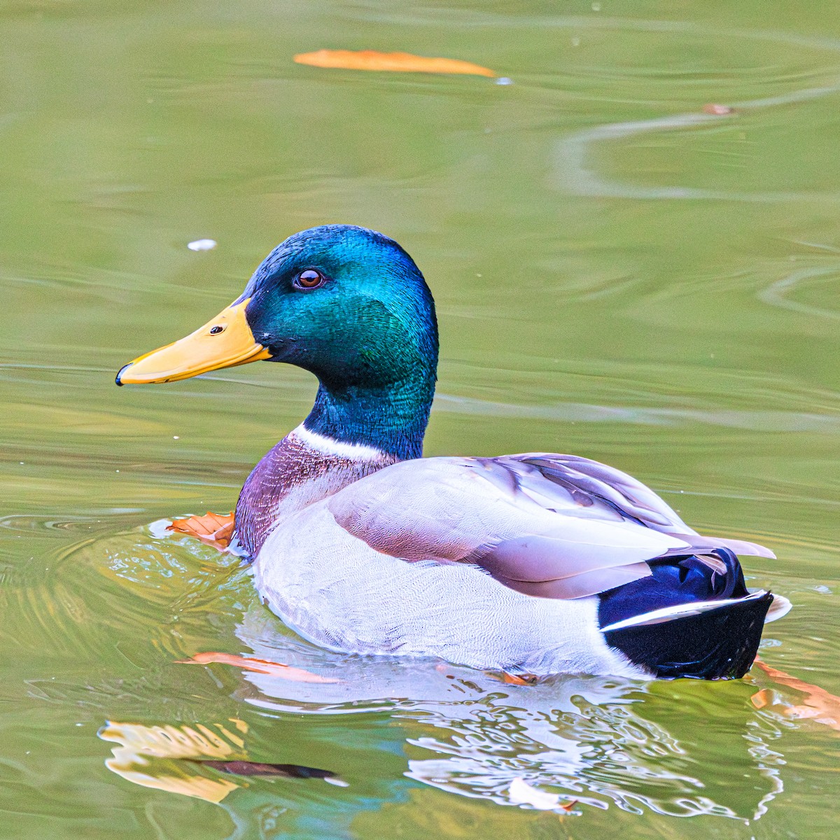 Mallard - ML647066070