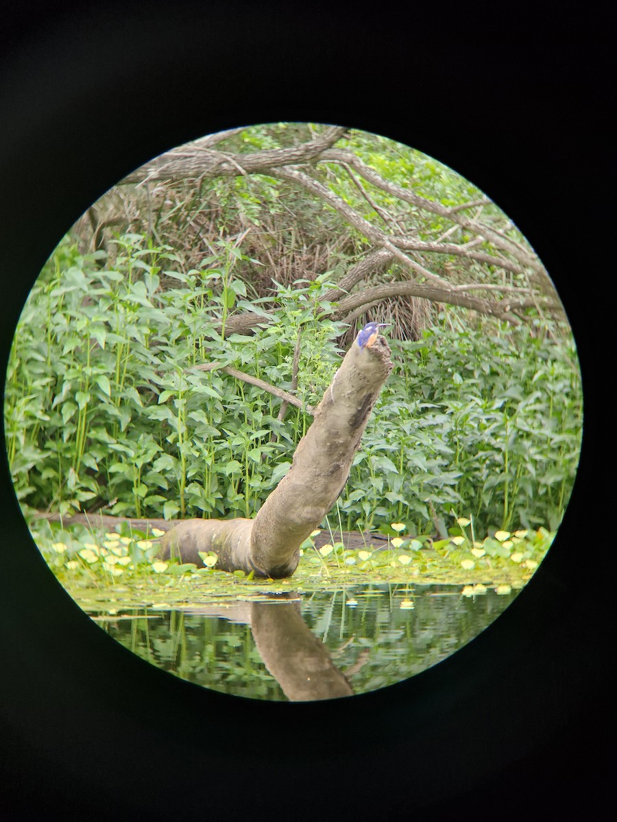 Azure Kingfisher - ML647066071