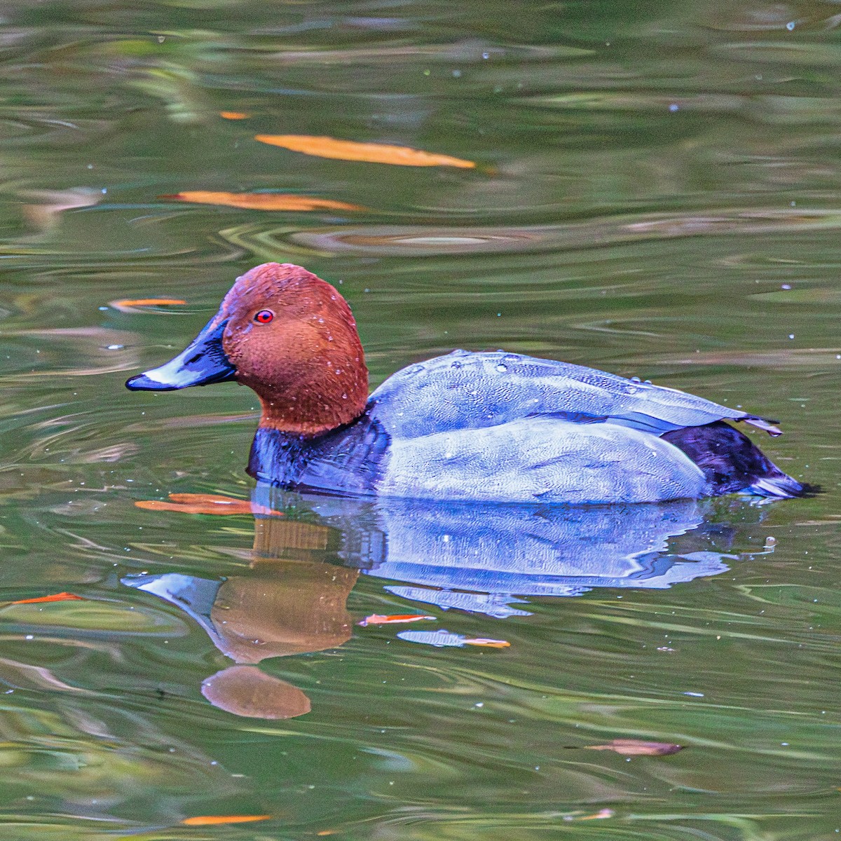 Common Pochard - ML647066072