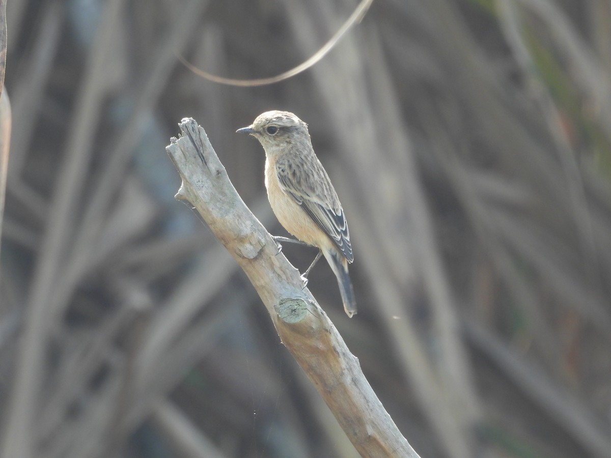 Siberian Stonechat - ML647066075