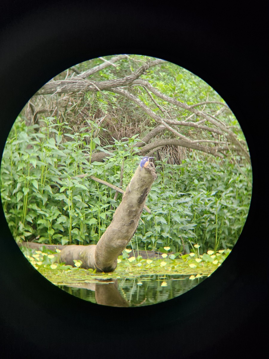 Azure Kingfisher - ML647066076