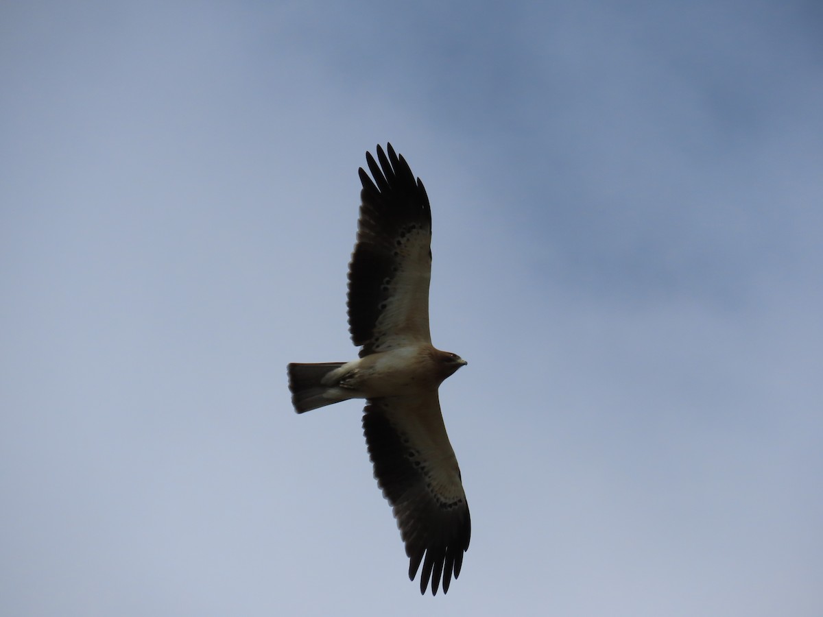 Booted Eagle - ML647066079