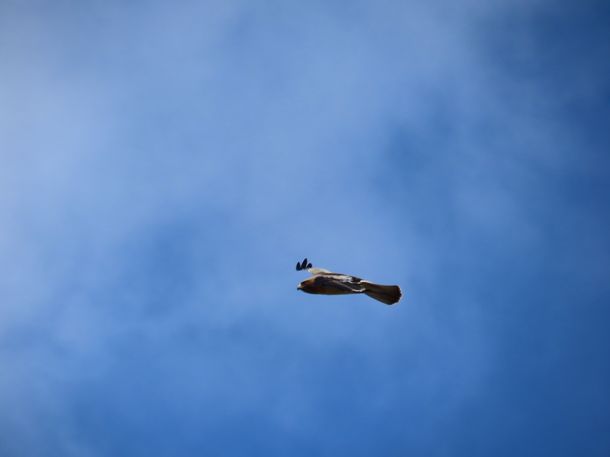 Booted Eagle - ML647066080