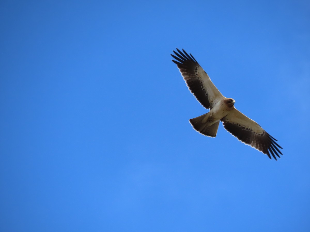 Booted Eagle - ML647066081