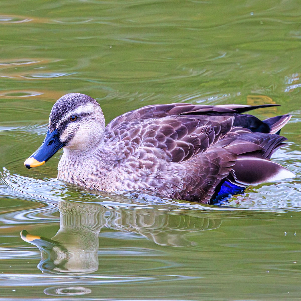 Eastern Spot-billed Duck - ML647066082