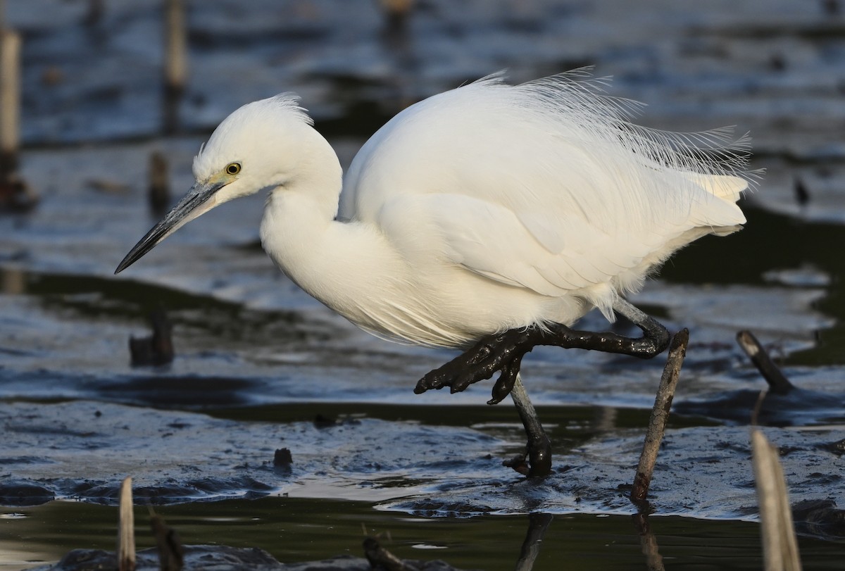 Little Egret - ML647066088