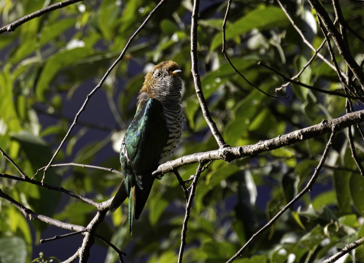 Asian Emerald Cuckoo - ML647066089
